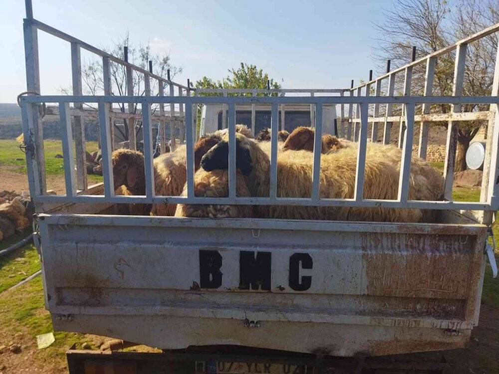 Hayvan hırsızları yakalandı