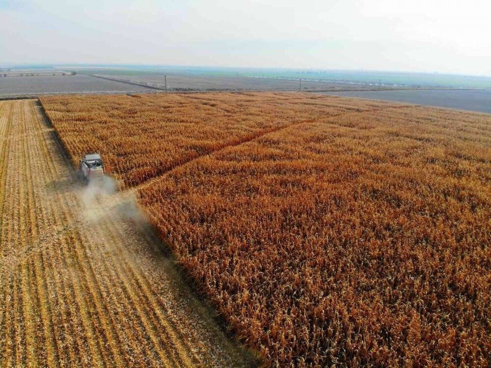 Türkiye’de mısır üretiminin yüzde 30’u Konya Ovası’ndan