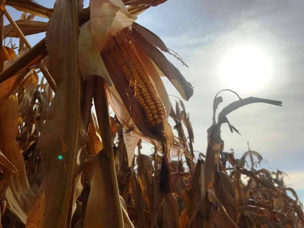 Türkiye’de mısır üretiminin yüzde 30’u Konya Ovası’ndan