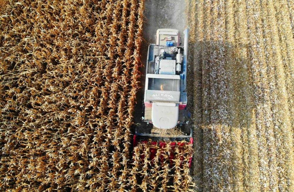 Türkiye’de mısır üretiminin yüzde 30’u Konya Ovası’ndan
