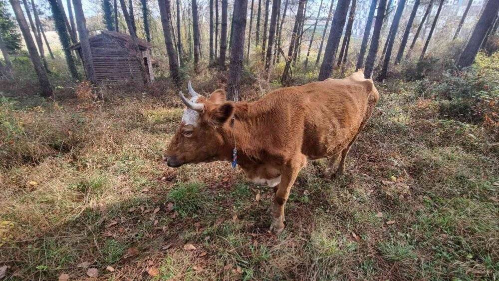 Kamyonet önüne çıkan 2 ineğe çarptı