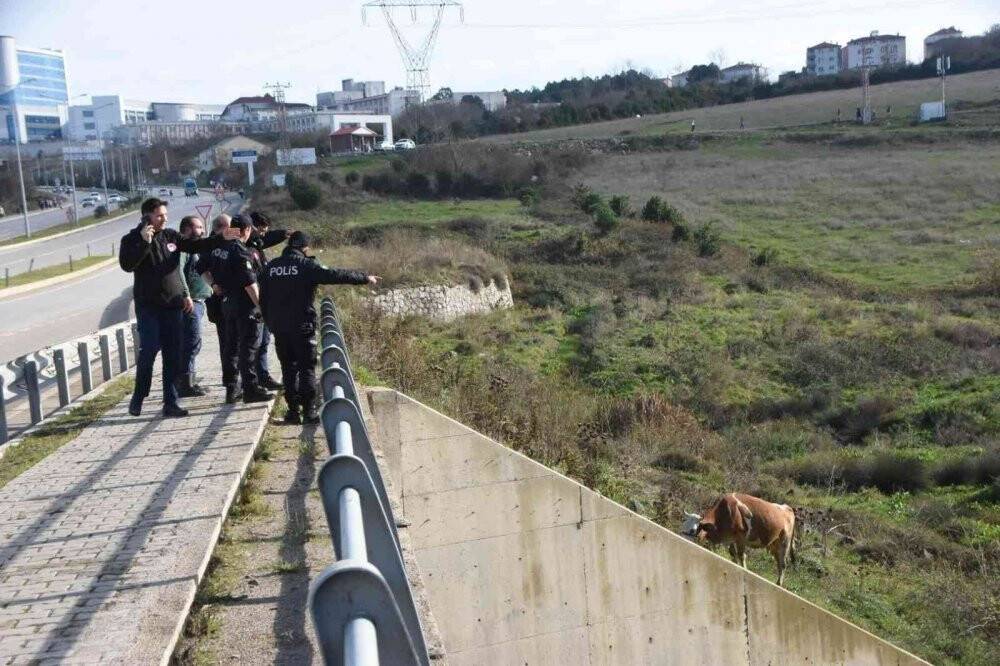 Kamyonet önüne çıkan 2 ineğe çarptı
