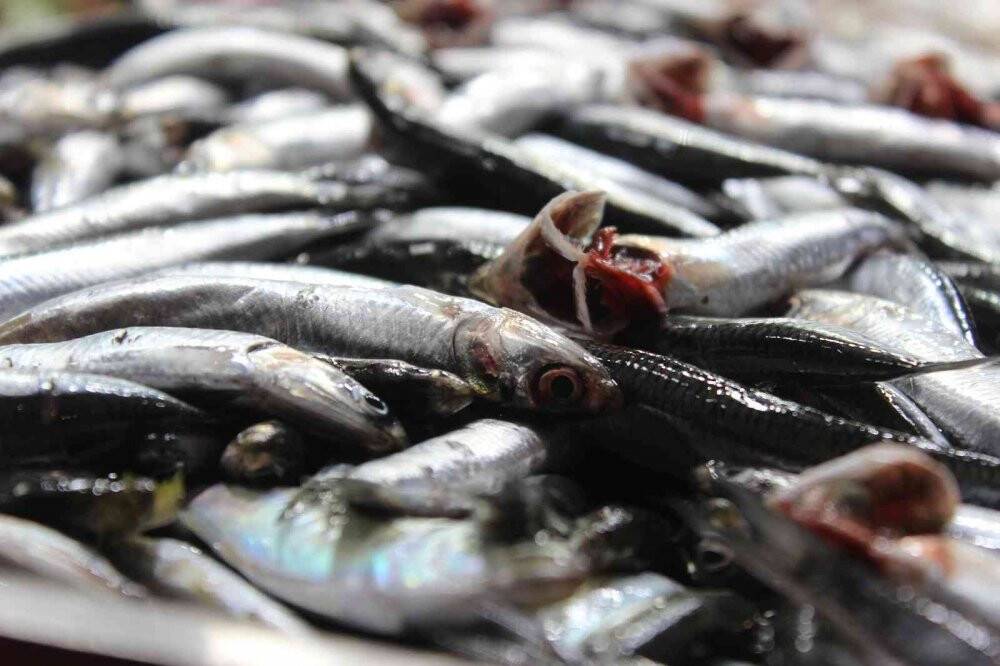 Soğuk havayla birlikte balığa ilgi arttı