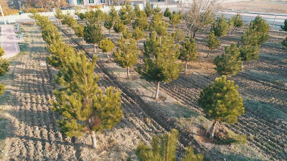 Başkan Kavuş: “Meram’ın yeşil dokusu eski günlerine kavuşana kadar durmak yok”