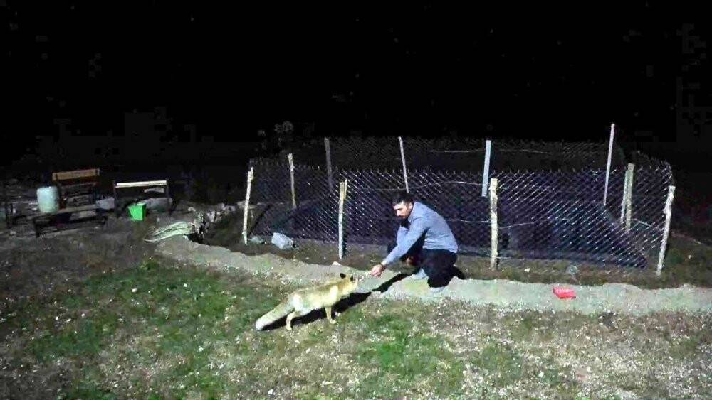 Okul müdürü eliyle beslediği tilki ile dost oldu