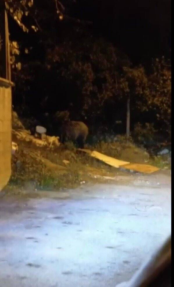 Beykoz’da aç kalan domuzlar yerleşim yerlerinde