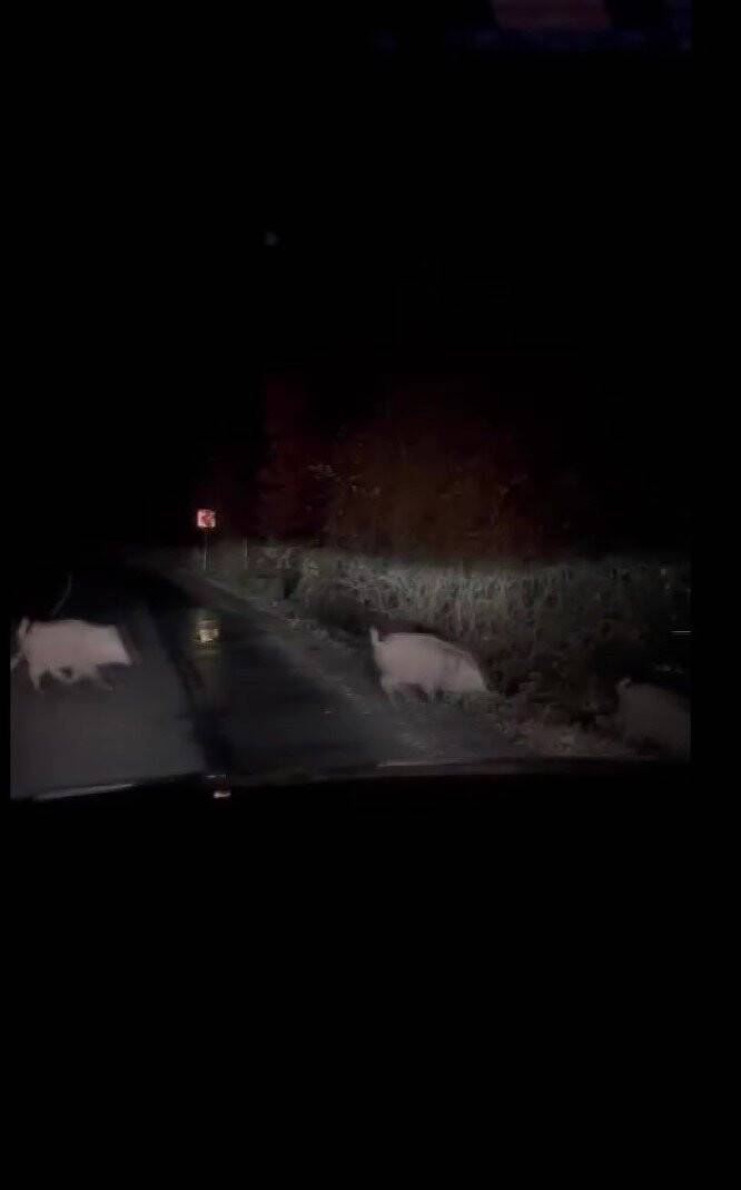 Beykoz’da aç kalan domuzlar yerleşim yerlerinde