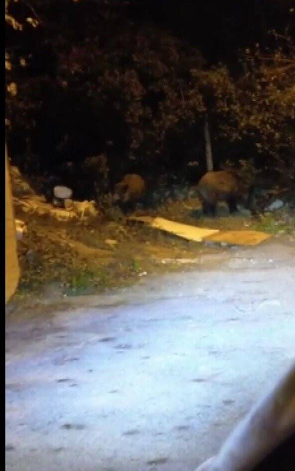 Beykoz’da aç kalan domuzlar yerleşim yerlerinde