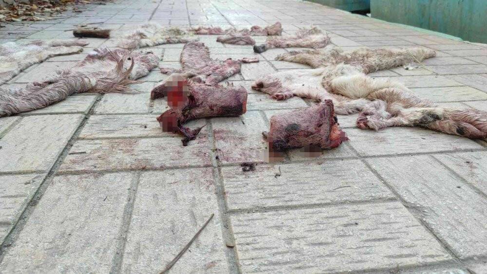 Çöpten eşek ayakları ve derisi çıktı