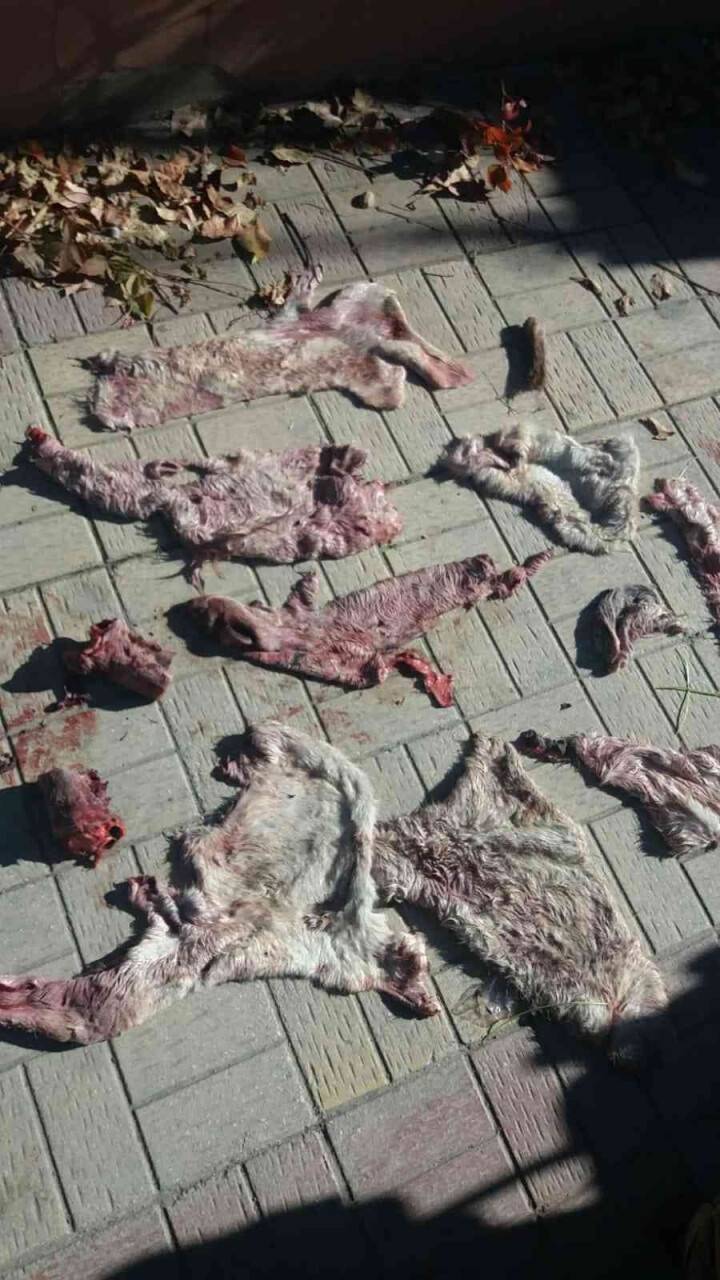 Çöpten eşek ayakları ve derisi çıktı