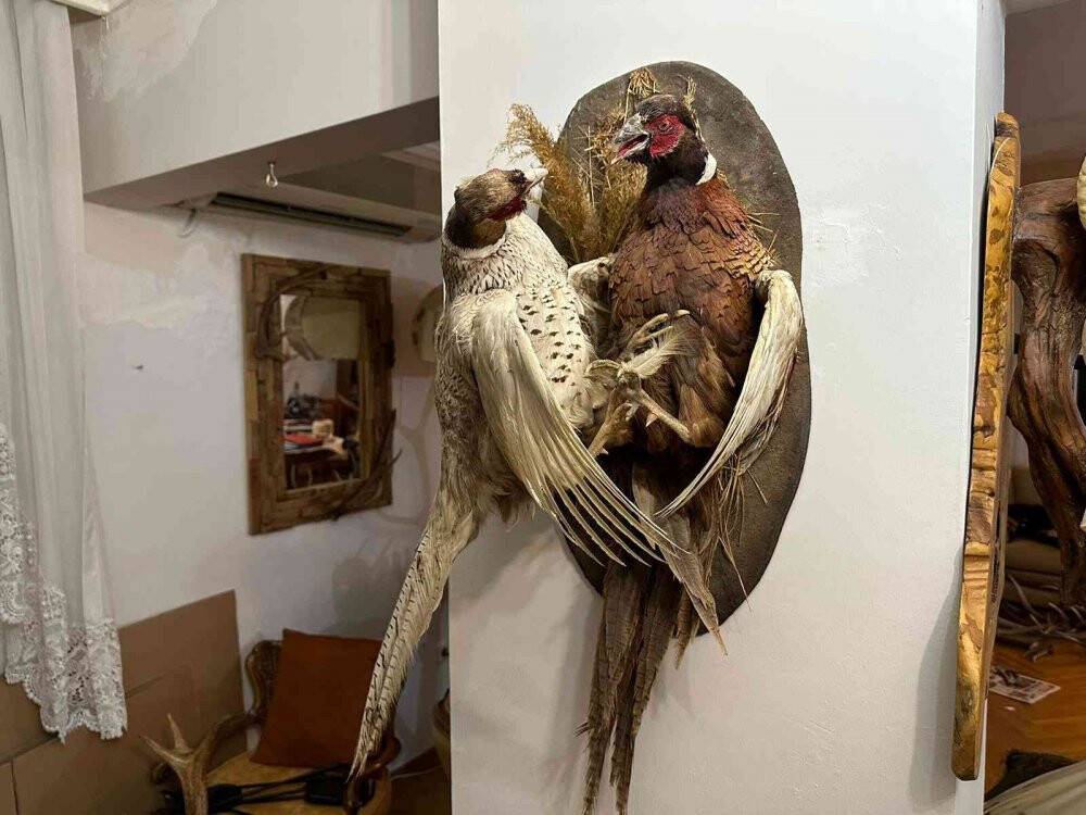 Yabani hayvan boynuzu operasyonu