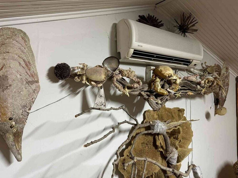 Yabani hayvan boynuzu operasyonu