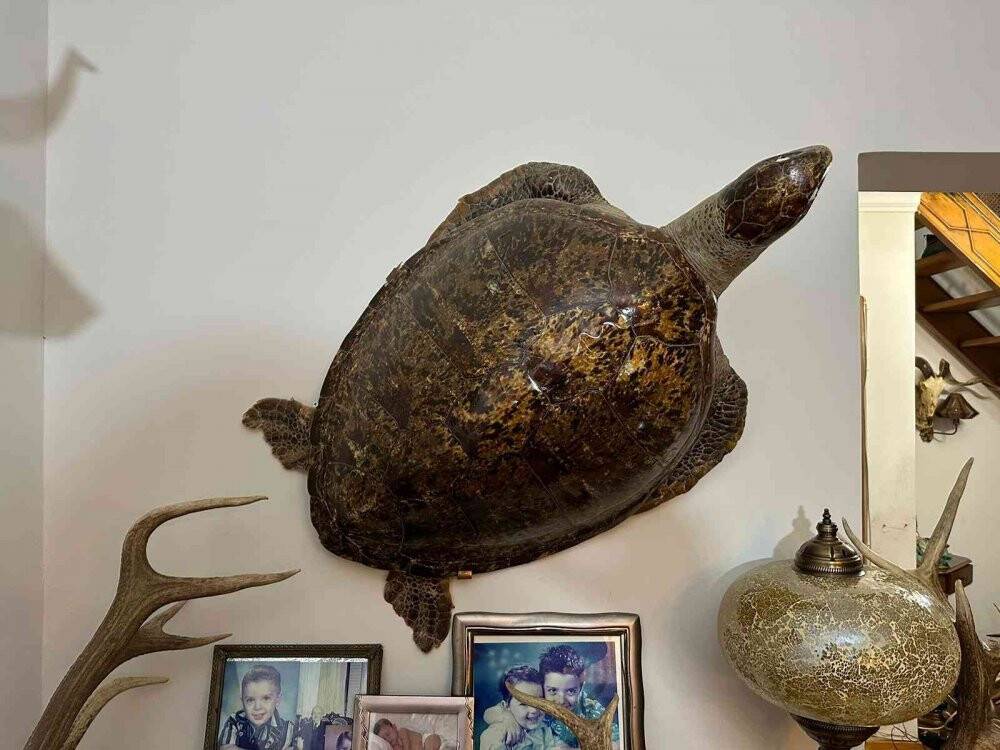 Yabani hayvan boynuzu operasyonu