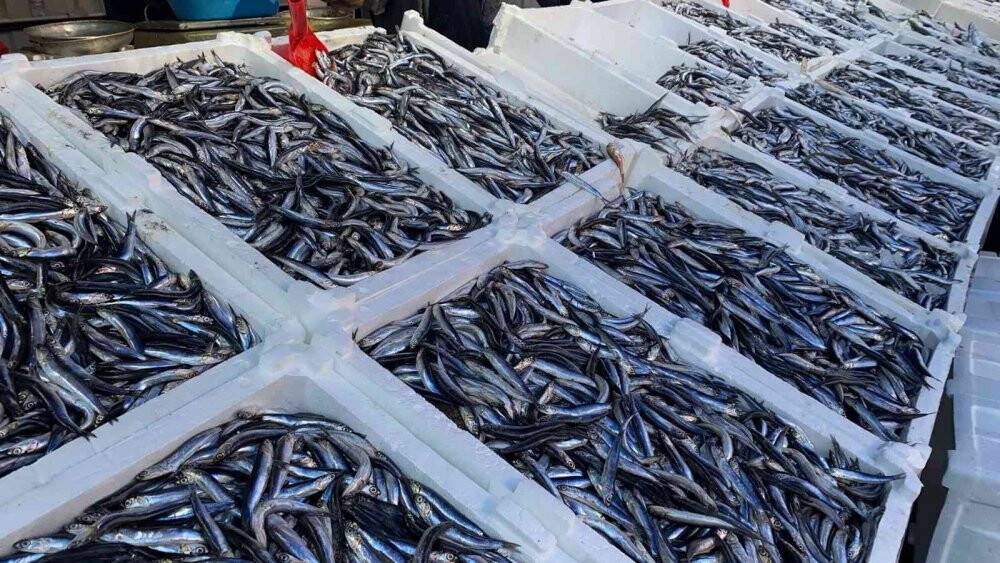 Havaların soğuması, hamsi fiyatını artırdı