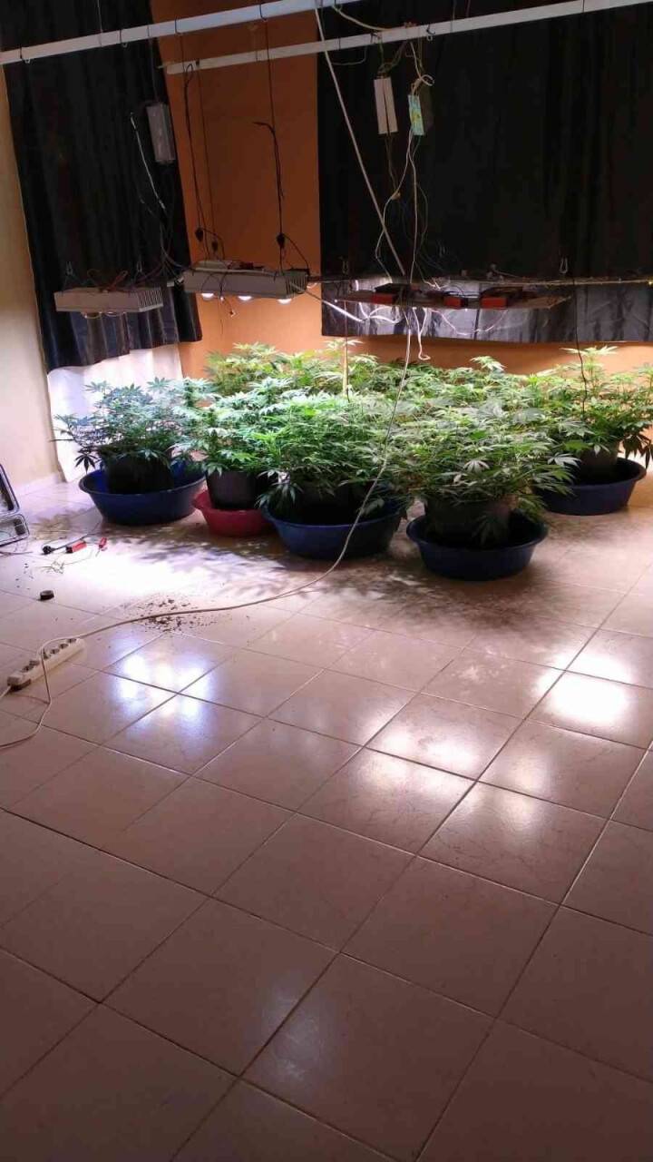 Kiraladıkları villada kenevir yetiştirmişler