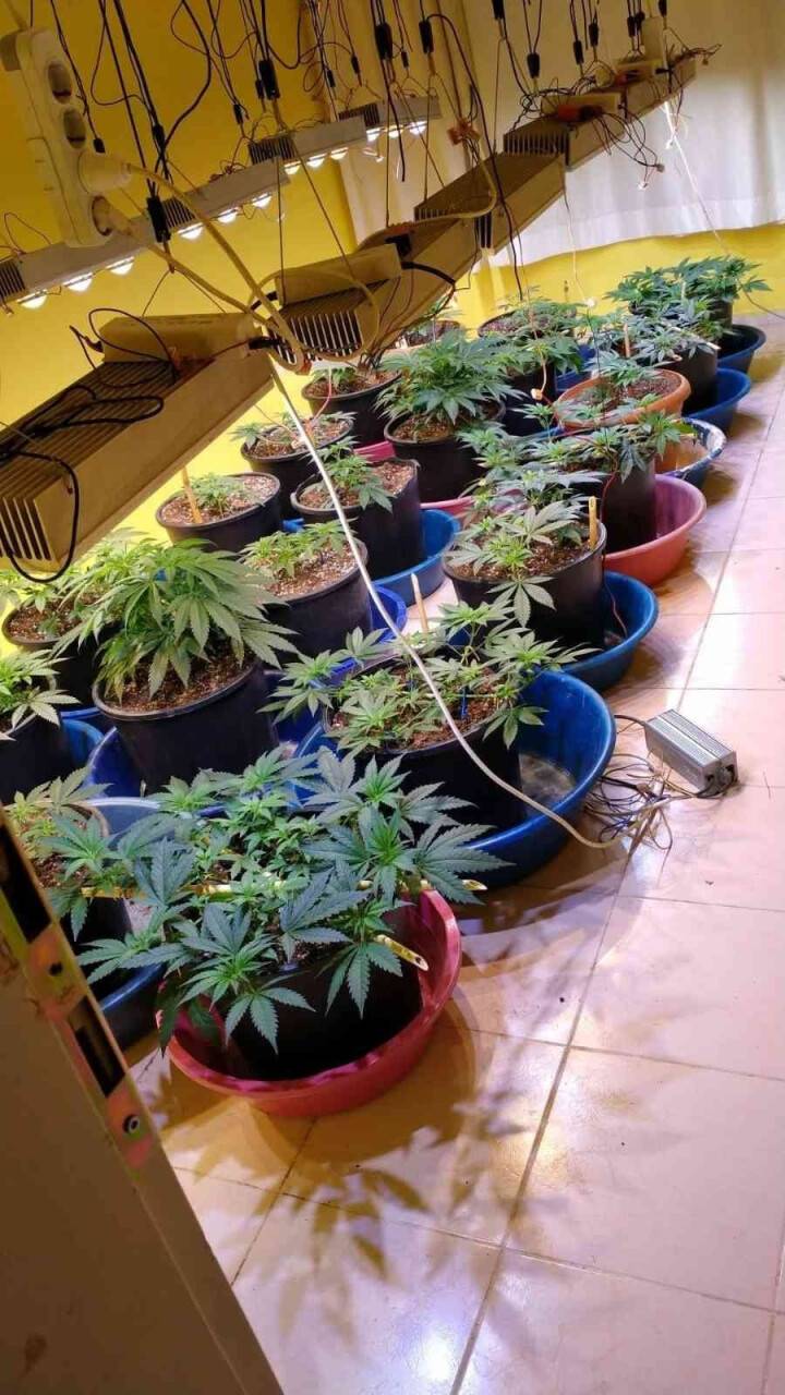 Kiraladıkları villada kenevir yetiştirmişler