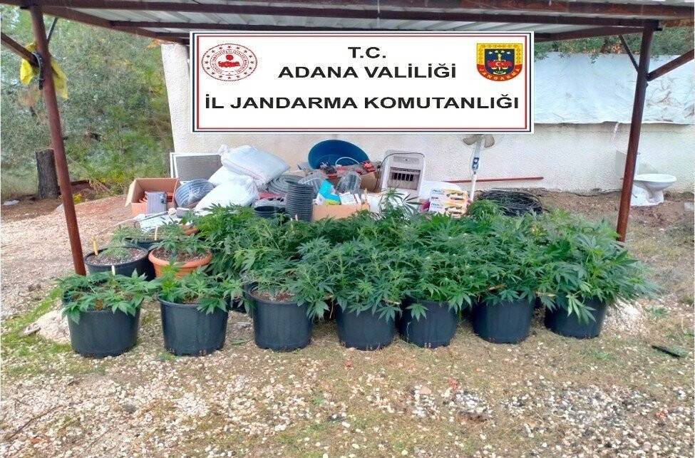 Kiraladıkları villada kenevir yetiştirmişler