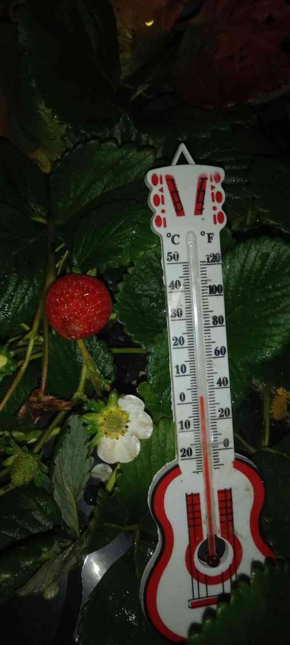 Kar altında çilek hasadı