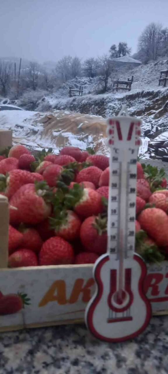 Kar altında çilek hasadı