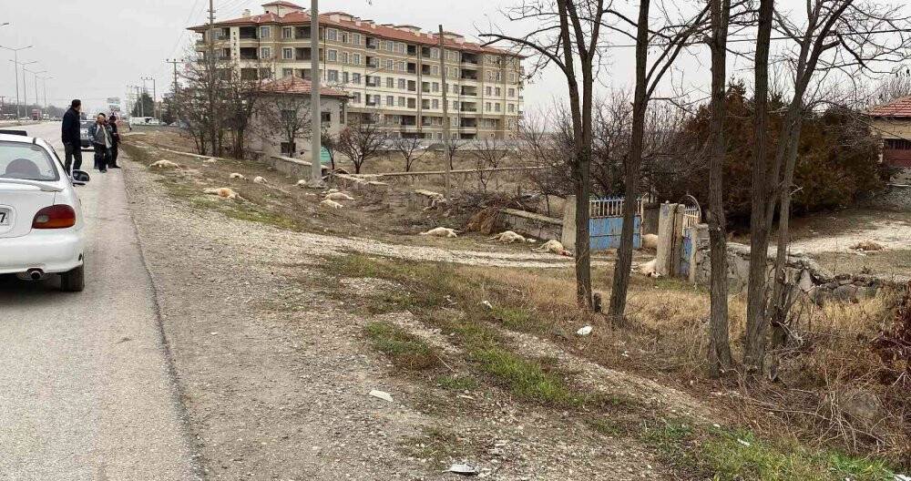 Kulu'da otlayan 50’dan fazla koyun telef oldu