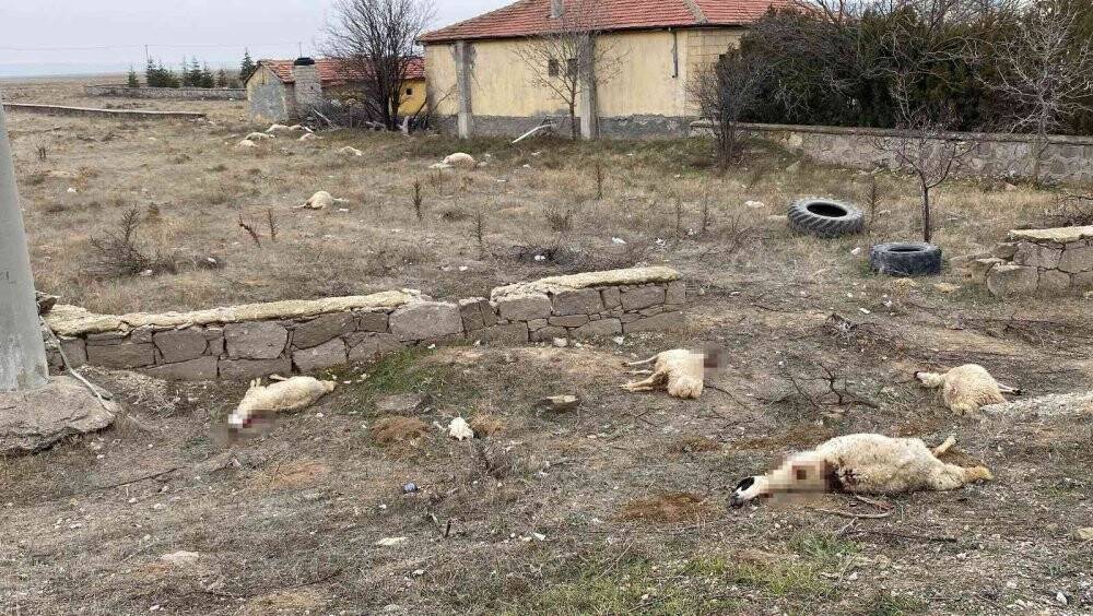 Kulu'da otlayan 50’dan fazla koyun telef oldu