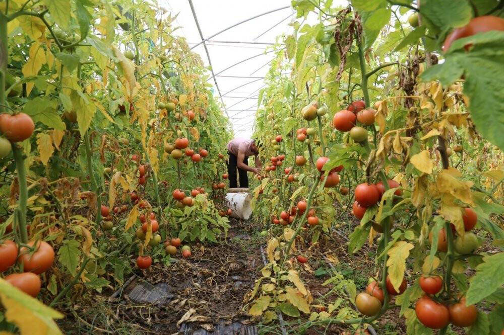 Şehir hayatını bıraktı, köyünde sera kurdu