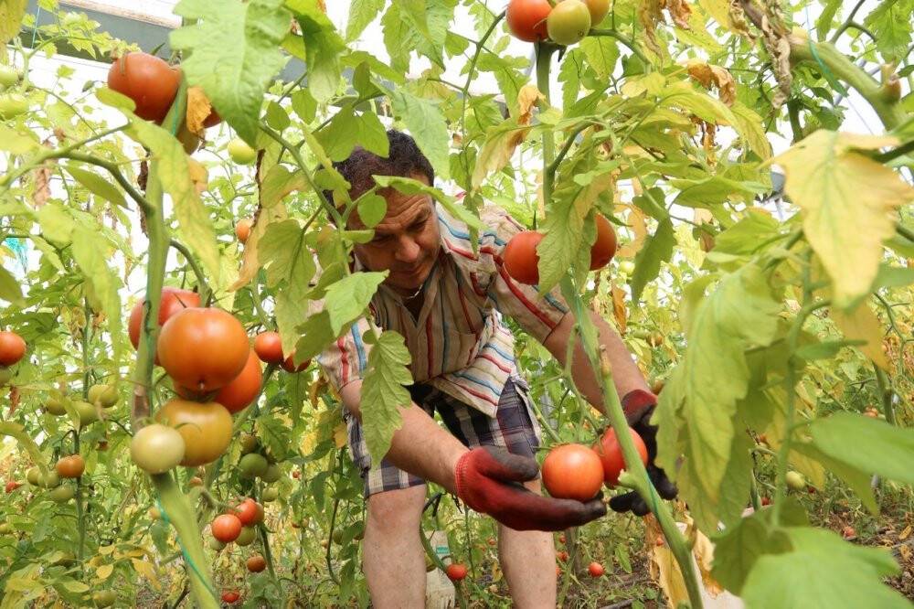 Şehir hayatını bıraktı, köyünde sera kurdu