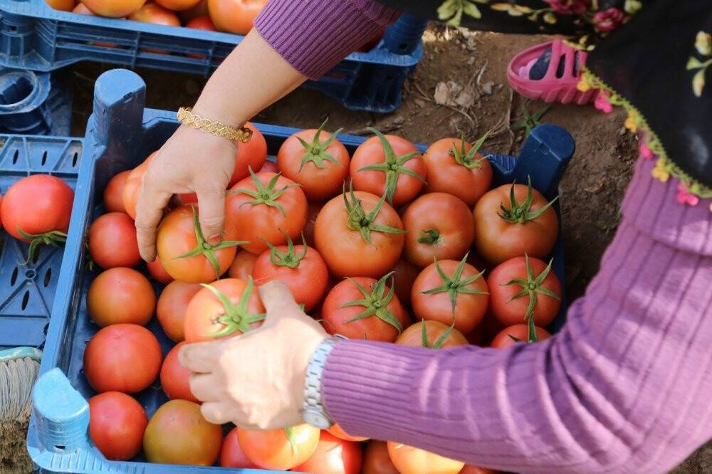 Şehir hayatını bıraktı, köyünde sera kurdu