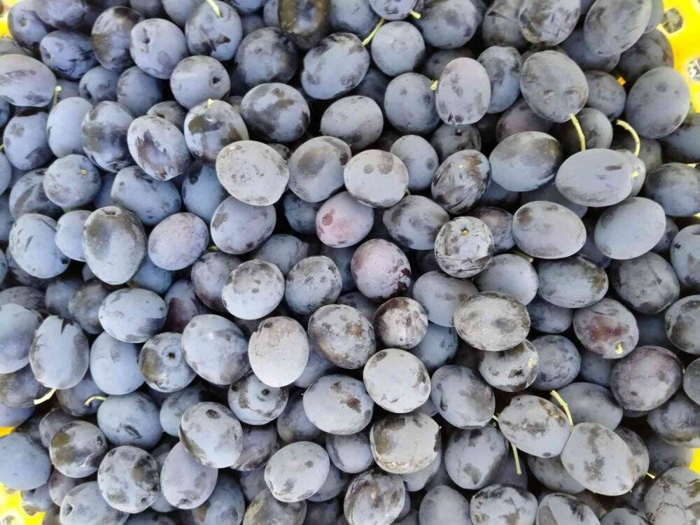 Baraj gölünün deniz etkisi zeytine bereket oldu