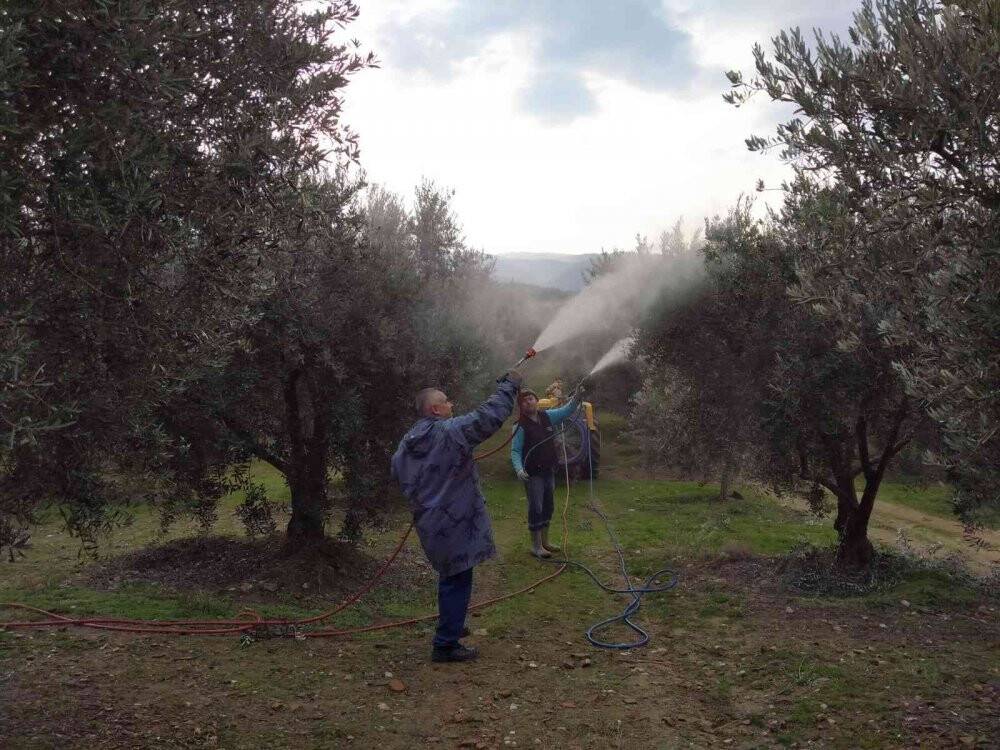 Baraj gölünün deniz etkisi zeytine bereket oldu