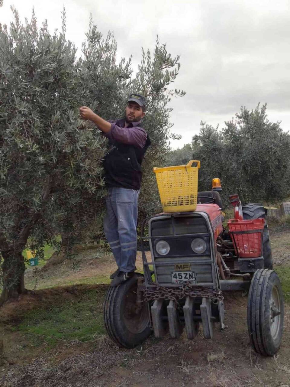 Baraj gölünün deniz etkisi zeytine bereket oldu