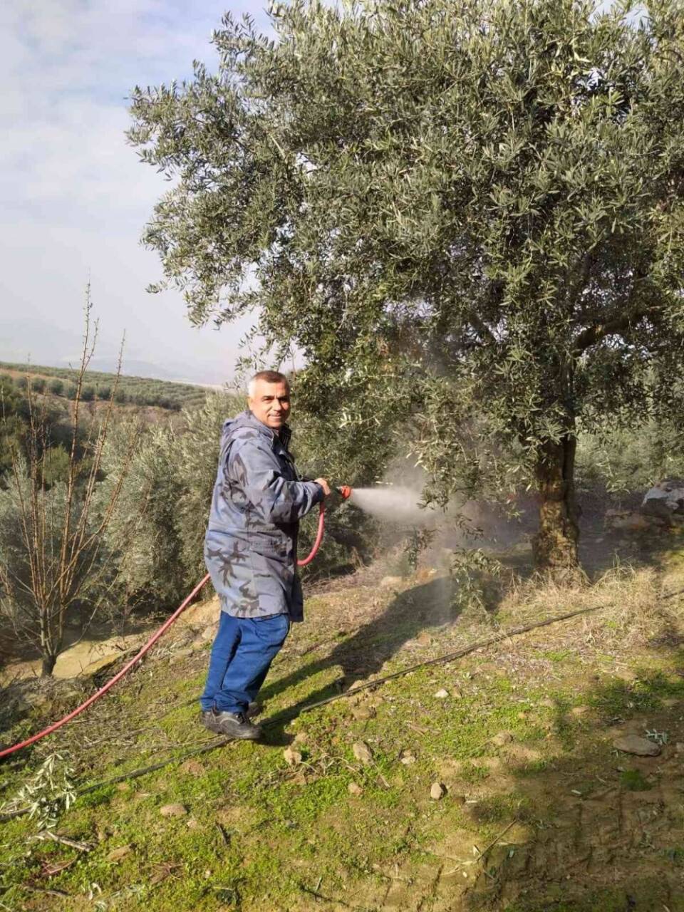 Baraj gölünün deniz etkisi zeytine bereket oldu