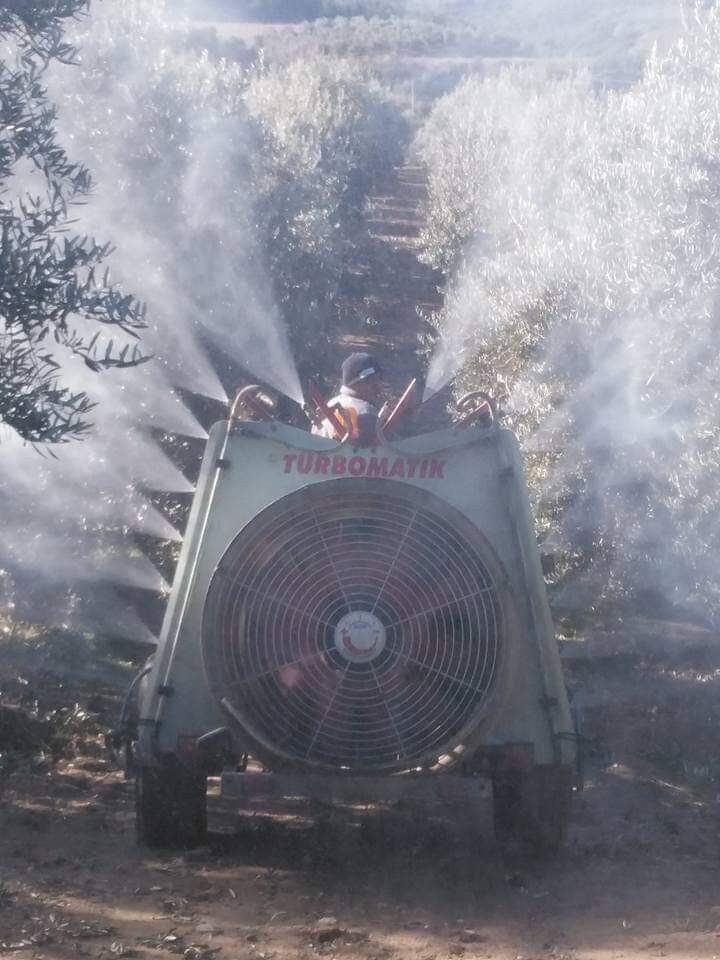 Baraj gölünün deniz etkisi zeytine bereket oldu