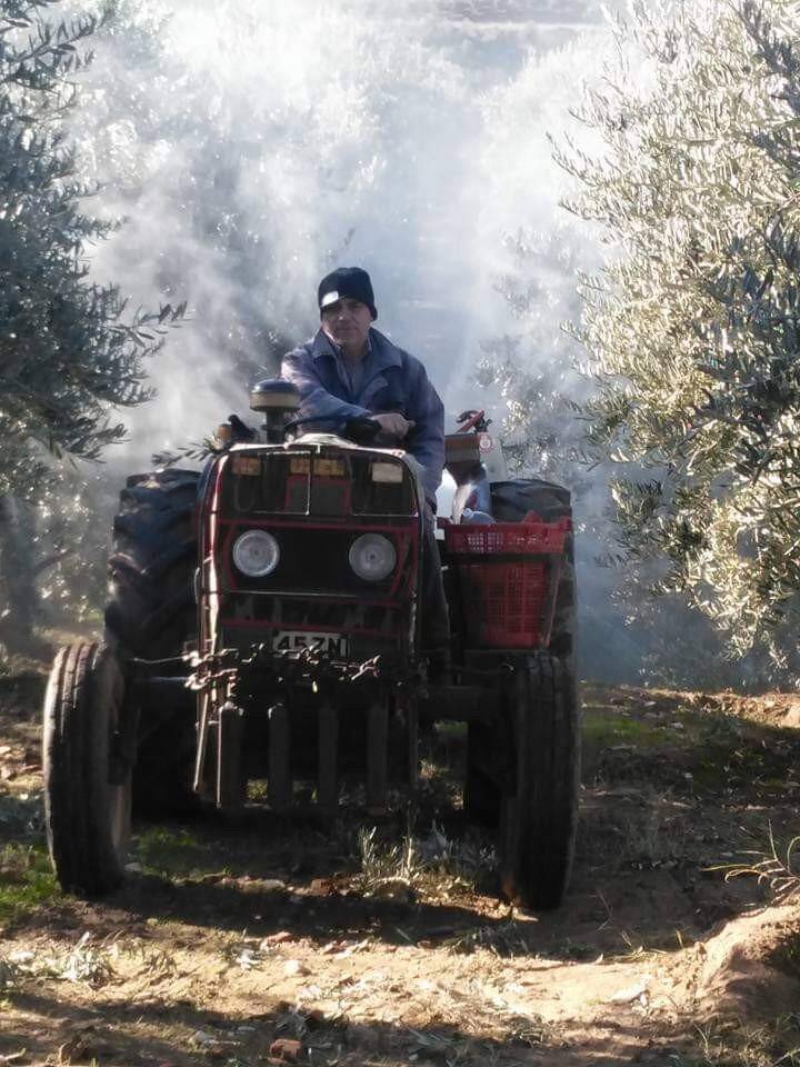 Baraj gölünün deniz etkisi zeytine bereket oldu