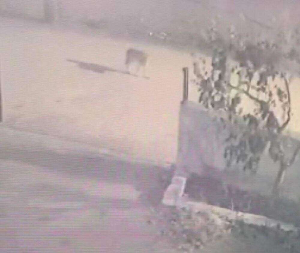 Konya'da aç kalan kurt şehre indi