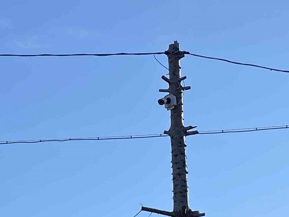 Konya'da aç kalan kurt şehre indi