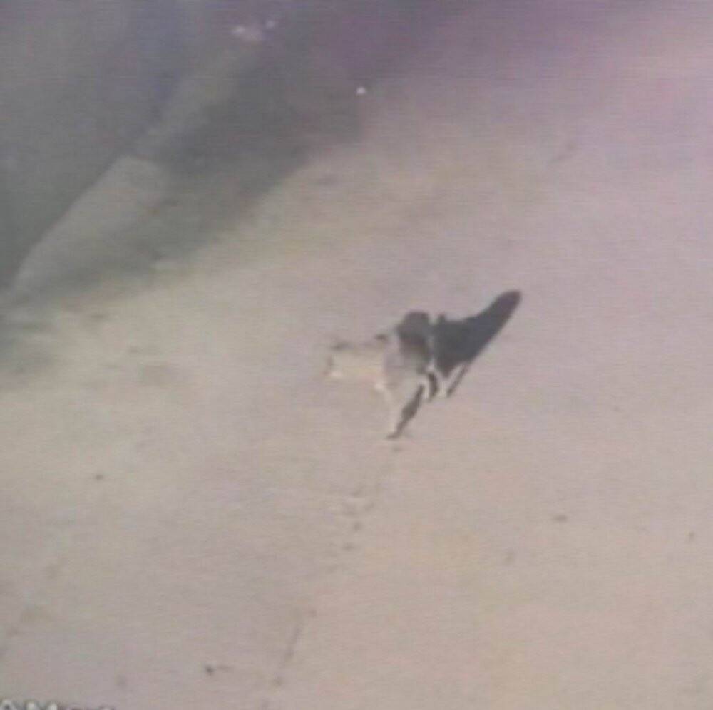 Kulu'da aç kalan kurt ilçeye indi