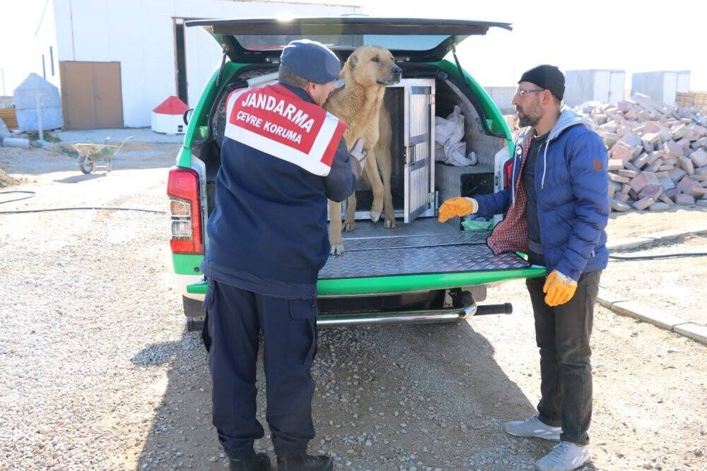 Karaman’da ayağı kırık köpek koruma altına alındı