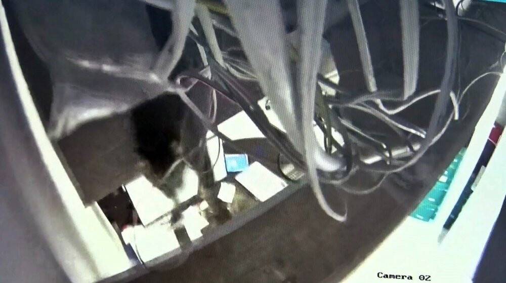 Obez kedi asma tavanı çökertti