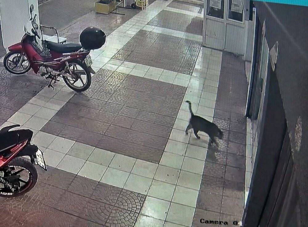 Obez kedi asma tavanı çökertti