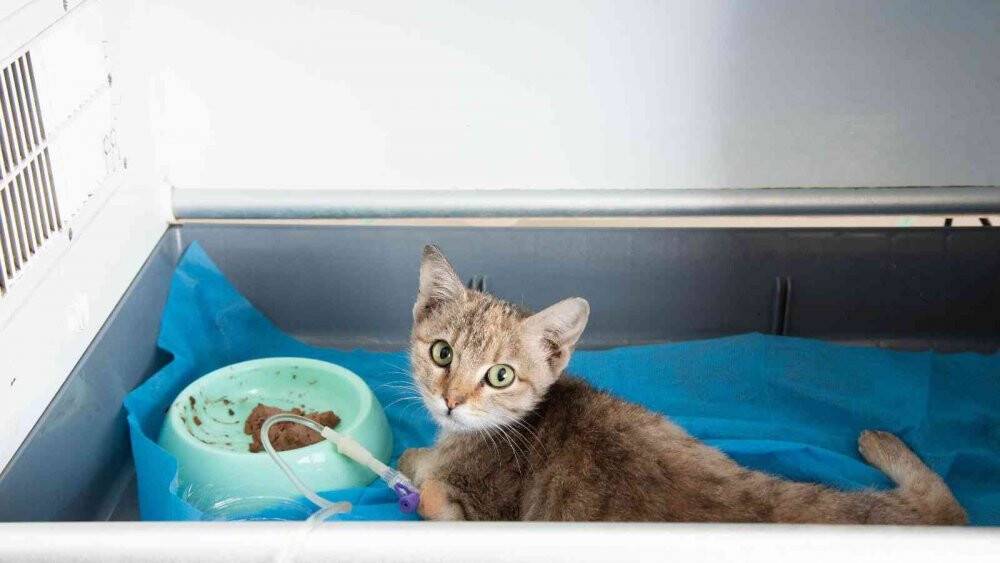 SÜ Küçük Hayvan Hastanesi, 20 bin 250 can dostunu tedavi etti