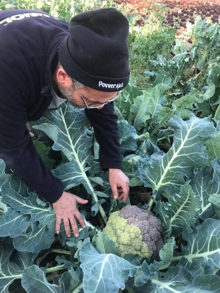 Tamircinin yetiştirdiği renkli karnıbaharalara talep yoğun