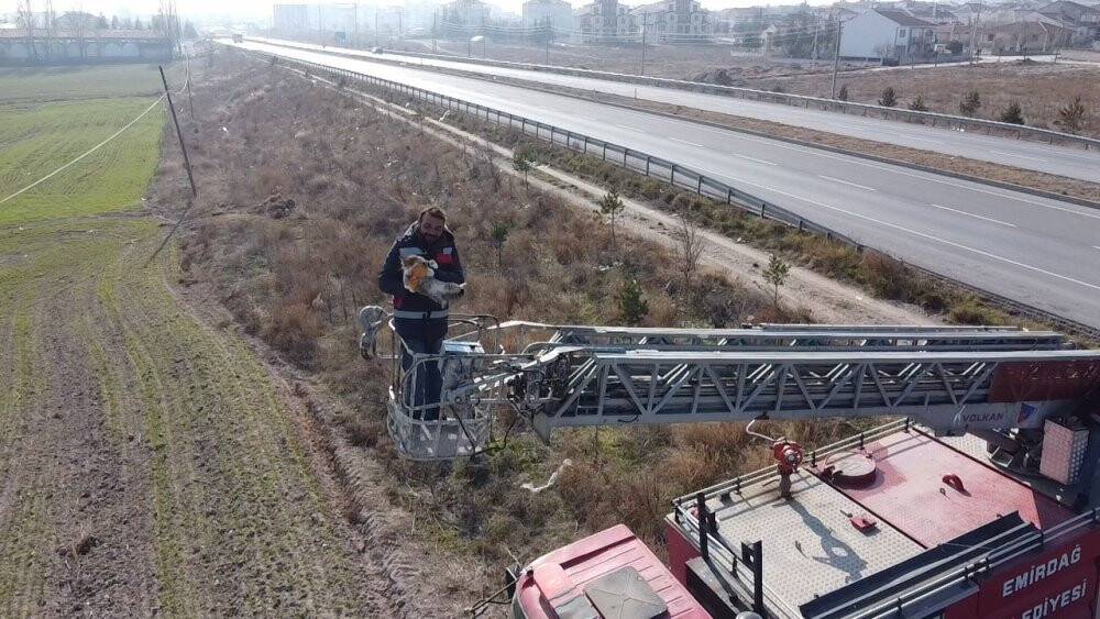 Elektrik direğinin tepesinde mahsur kalan kedi kurtarıldı
