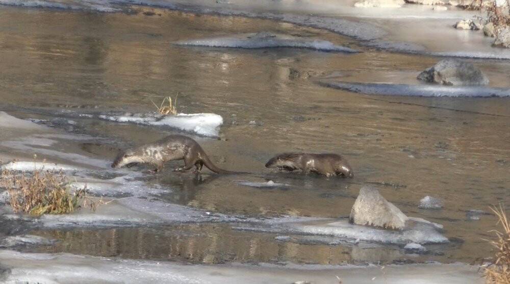 Kars’ta yiyecek arayan su samurları görüntülendi