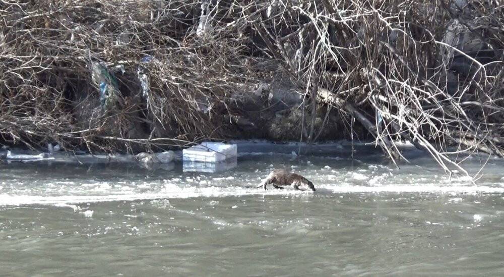 Kars’ta yiyecek arayan su samurları görüntülendi