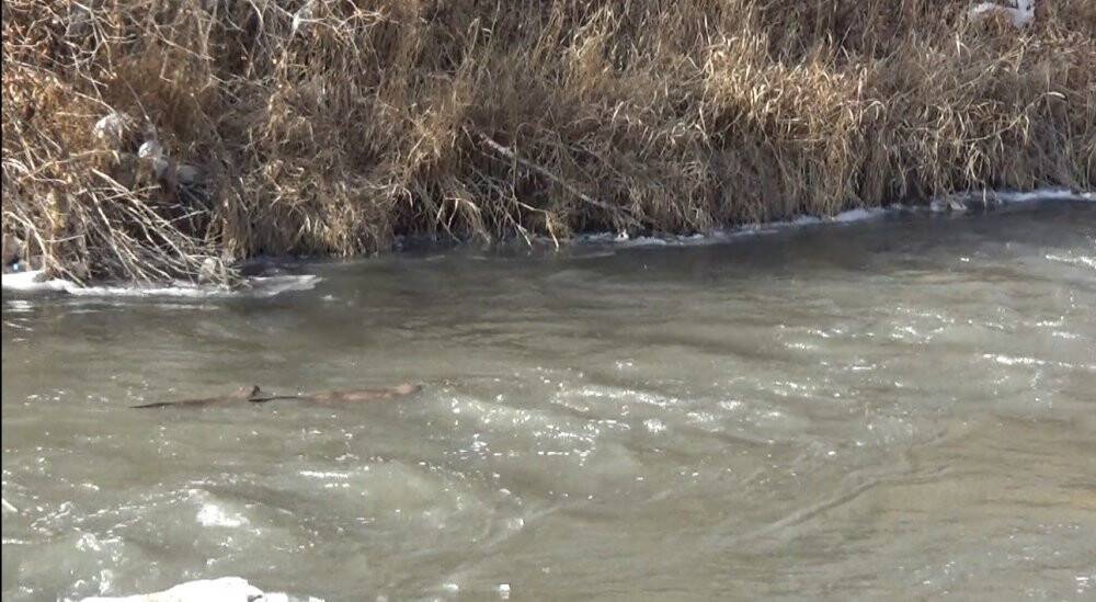 Kars’ta yiyecek arayan su samurları görüntülendi
