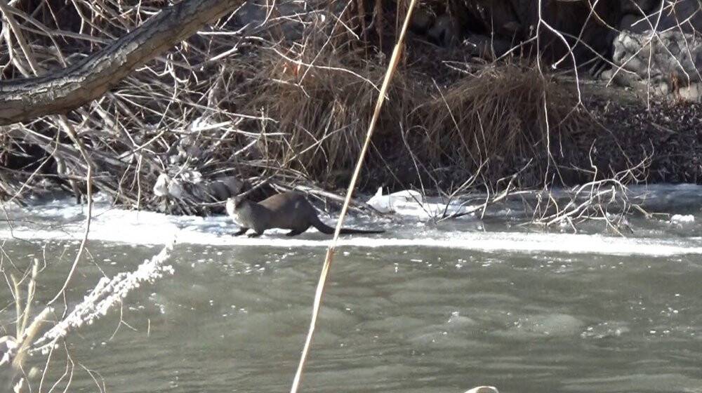 Kars’ta yiyecek arayan su samurları görüntülendi