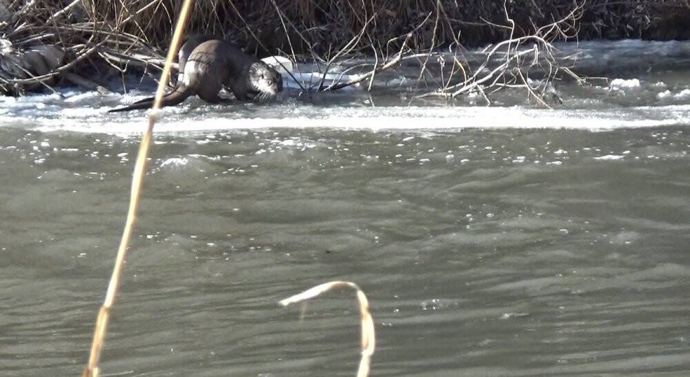 Kars’ta yiyecek arayan su samurları görüntülendi