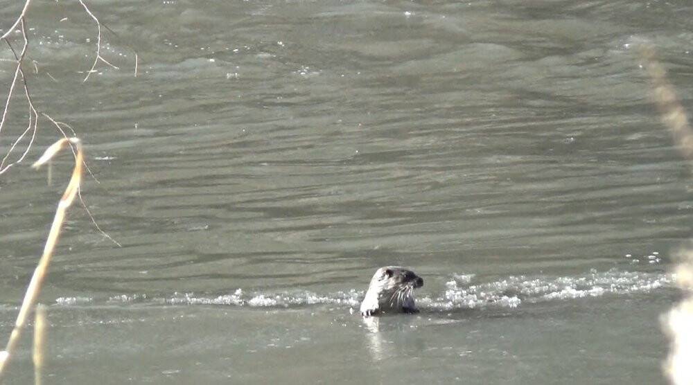 Kars’ta yiyecek arayan su samurları görüntülendi