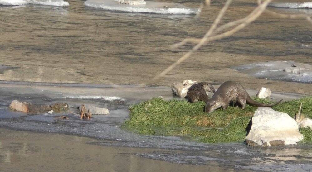 Kars’ta yiyecek arayan su samurları görüntülendi